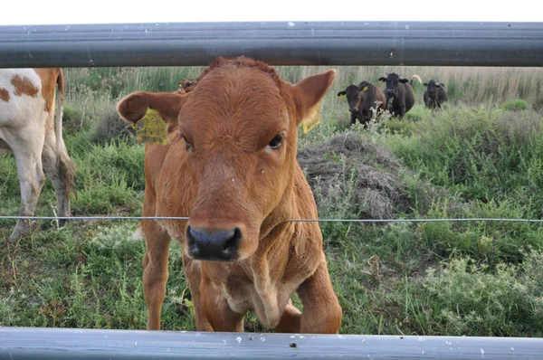 Doğal ortamda güzel Hayvan İnek