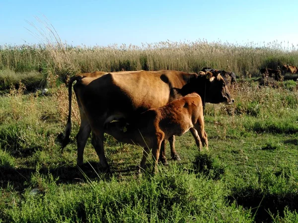 Bella Mucca Animale Nell Ambiente Naturale — Foto Stock