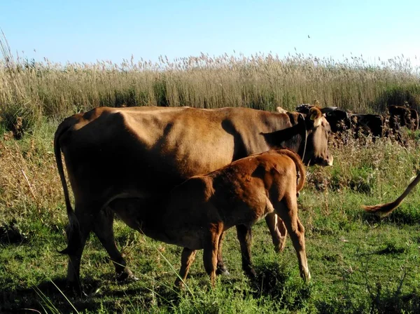 Doğal ortamda güzel Hayvan İnek