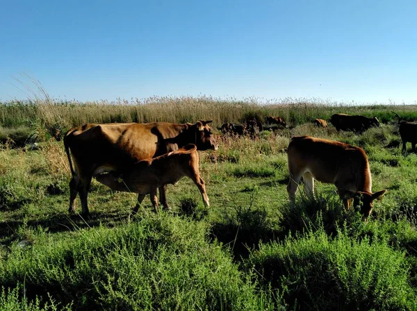 Doğal ortamda güzel Hayvan İnek