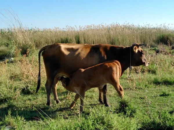 Bela Vaca Animal Ambiente Natural — Fotografia de Stock