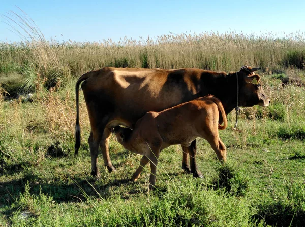 Doğal ortamda güzel Hayvan İnek