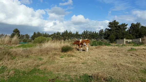 Doğal ortamda güzel Hayvan İnek