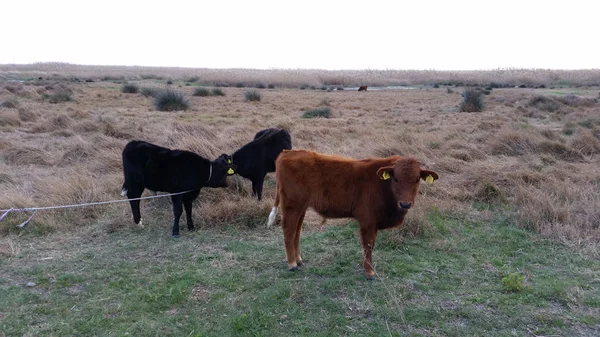 Doğal ortamda güzel Hayvan İnek