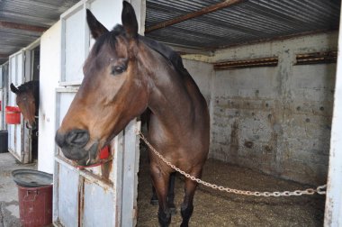 Doğal ortamda güzel Hayvan Atı (çiftlik)