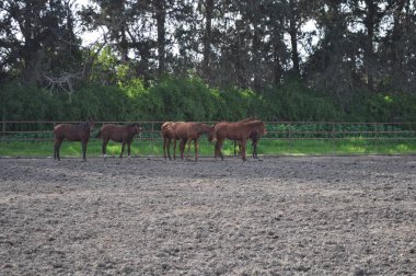 Doğal ortamda güzel Hayvan Atı (çiftlik)