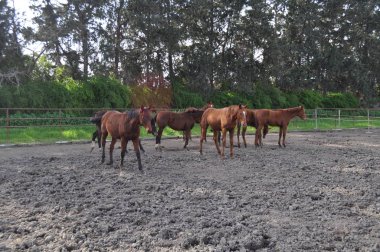 Doğal ortamda güzel Hayvan Atı (çiftlik)