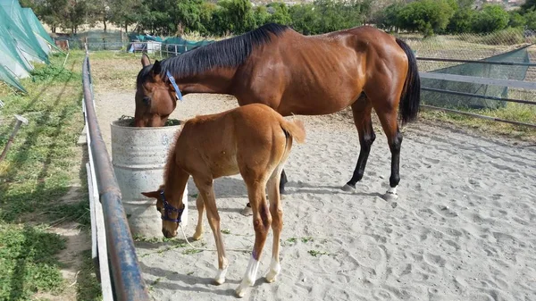 The beautiful Animal Horse in the natural environment (farm)