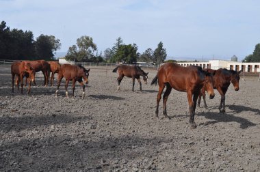 Doğal ortamda güzel Hayvan Atı (çiftlik)