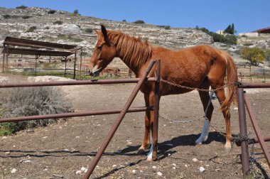 Doğal ortamda güzel Hayvan Atı (çiftlik)