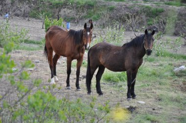 Doğal ortamda güzel Hayvan Atı (çiftlik)