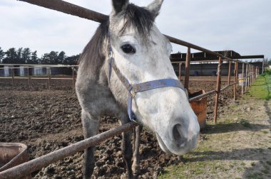 Doğal ortamda güzel Hayvan Atı (çiftlik)