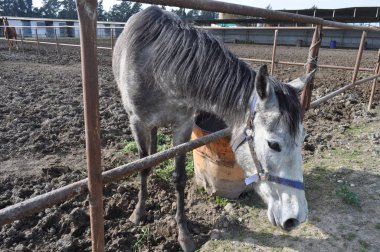 Doğal ortamda güzel Hayvan Atı (çiftlik)