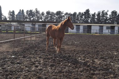 Doğal ortamda güzel Hayvan Atı (çiftlik)