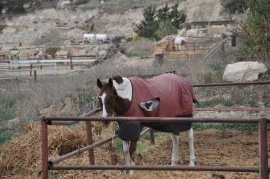 Doğal ortamda güzel Hayvan Atı (çiftlik)