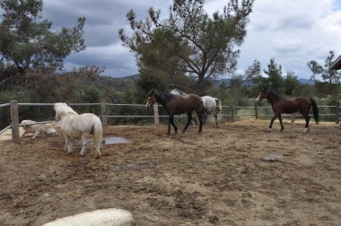 Doğal ortamda güzel Hayvan Atı (çiftlik)