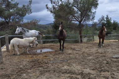 Doğal ortamda güzel Hayvan Atı (çiftlik)