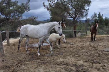 Doğal ortamda güzel Hayvan Atı (çiftlik)