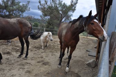 Doğal ortamda güzel Hayvan Atı (çiftlik)