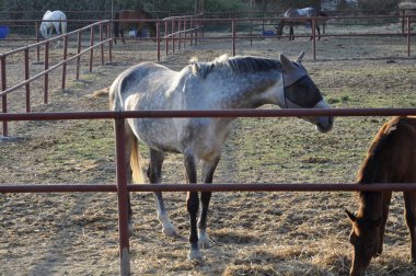 Doğal ortamda güzel Hayvan Atı (çiftlik)