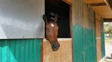 Doğal ortamda güzel Hayvan Atı (çiftlik)