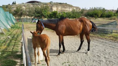 Doğal ortamda güzel Hayvan Atı (çiftlik)