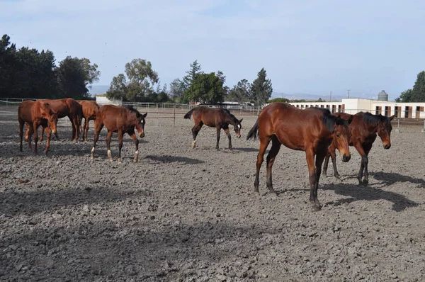 Doğal ortamda güzel Hayvan Atı (çiftlik)