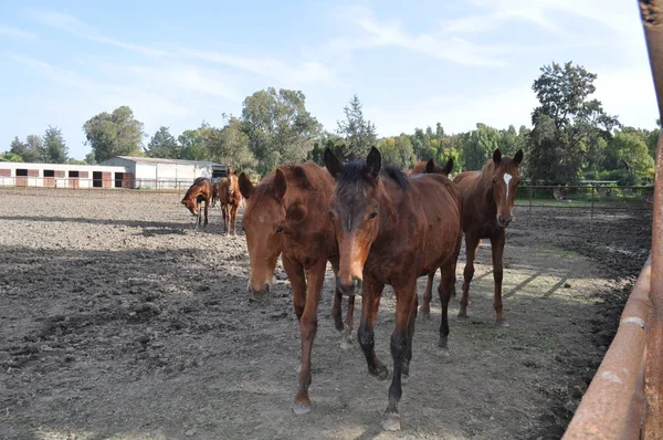 Doğal ortamda güzel Hayvan Atı (çiftlik)