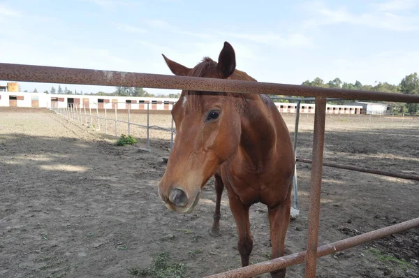 Het Prachtige Dieren Paard Natuurlijke Omgeving Boerderij — Stockfoto