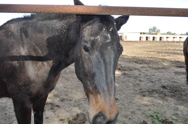 The beautiful Animal Horse in the natural environment (farm)