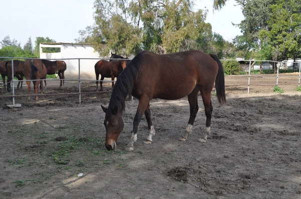 Hermoso Caballo Animales Entorno Natural Granja — Foto de Stock