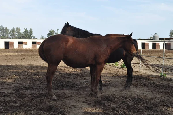 The beautiful Animal Horse in the natural environment (farm)