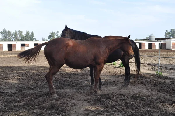 The beautiful Animal Horse in the natural environment (farm)