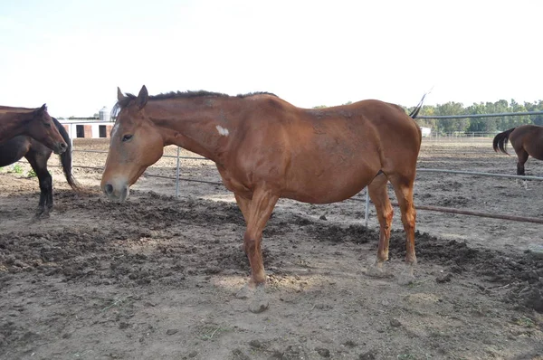 The beautiful Animal Horse in the natural environment (farm)