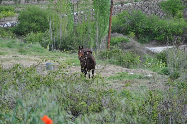 The beautiful Animal Horse in the natural environment (farm)