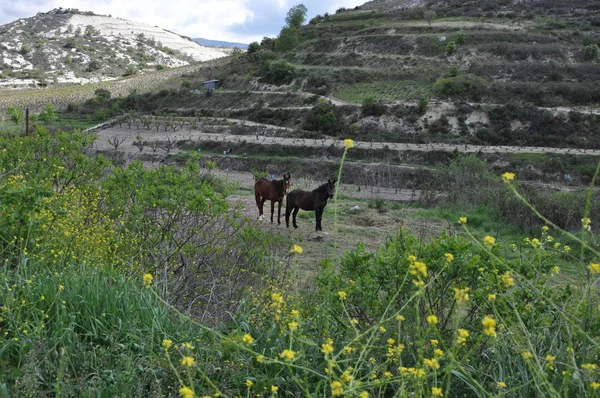 The beautiful Animal Horse in the natural environment (farm)