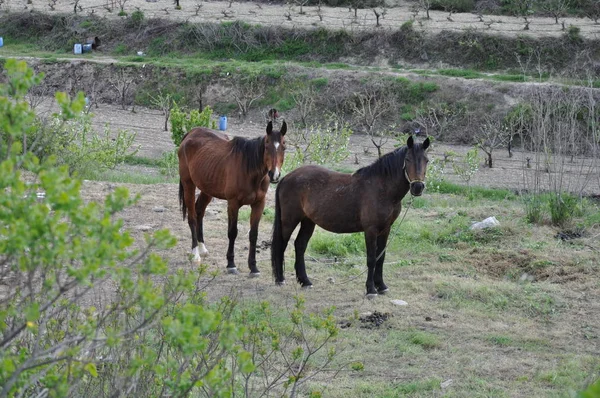 The beautiful Animal Horse in the natural environment (farm)