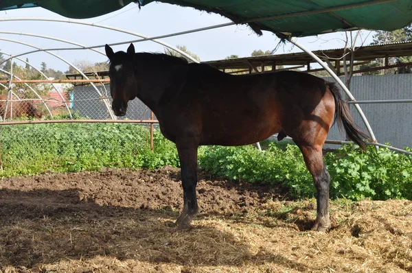 Doğal ortamda güzel Hayvan Atı (çiftlik)