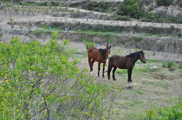 The beautiful Animal Horse in the natural environment (farm)