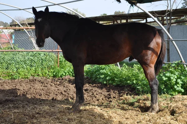 Hermoso Caballo Animales Entorno Natural Granja — Foto de Stock