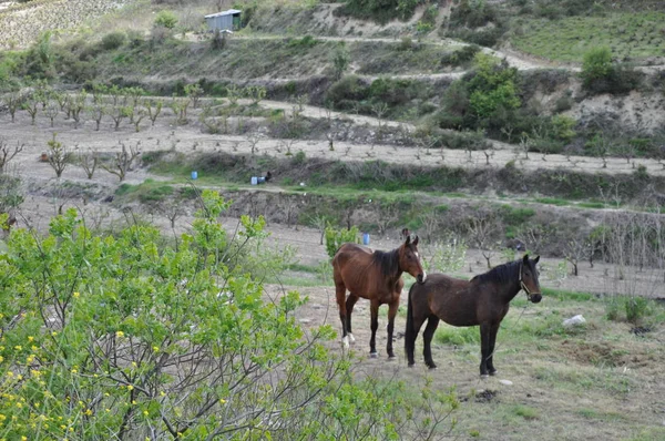 The beautiful Animal Horse in the natural environment (farm)