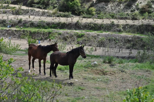 The beautiful Animal Horse in the natural environment (farm)