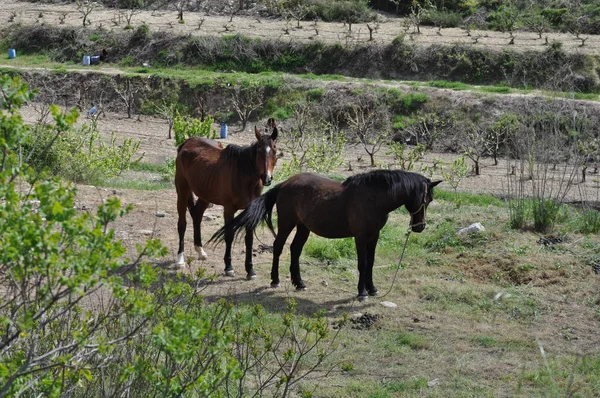 Doğal ortamda güzel Hayvan Atı (çiftlik)