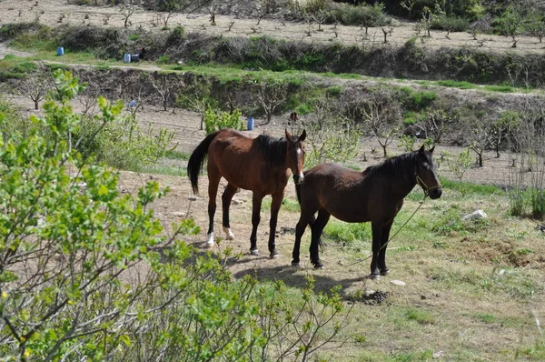 The beautiful Animal Horse in the natural environment (farm)