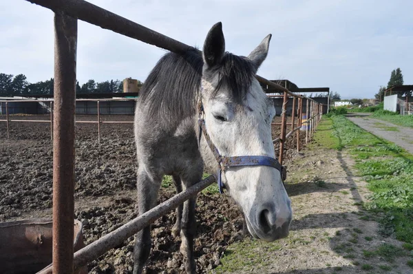 The beautiful Animal Horse in the natural environment (farm)