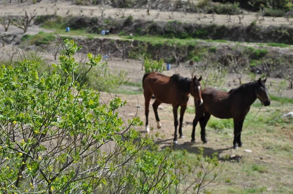 The beautiful Animal Horse in the natural environment (farm)