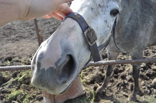 Gyönyörű Állat Ban Természetes Környezet Tanya — Stock Fotó