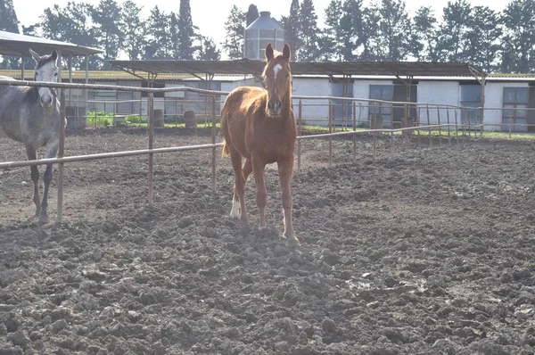 The beautiful Animal Horse in the natural environment (farm)