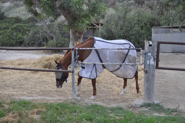 Πανέμορφο Ζωικό Άλογο Στο Φυσικό Περιβάλλον Αγρόκτημα — Φωτογραφία Αρχείου