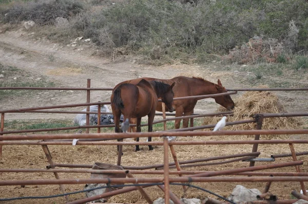 Het Prachtige Dieren Paard Natuurlijke Omgeving Boerderij — Stockfoto